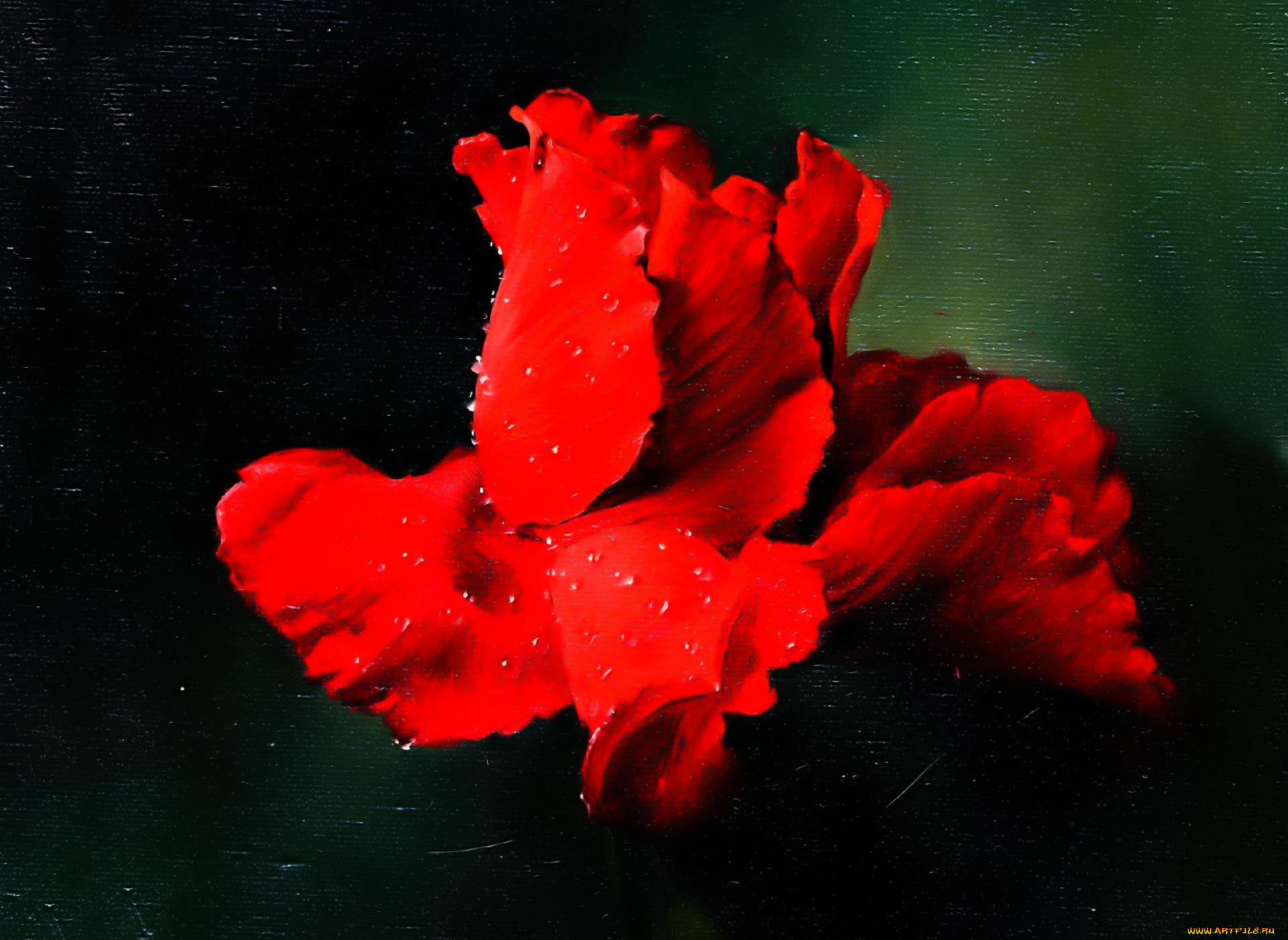 ����������, ������� �������, ������, �������